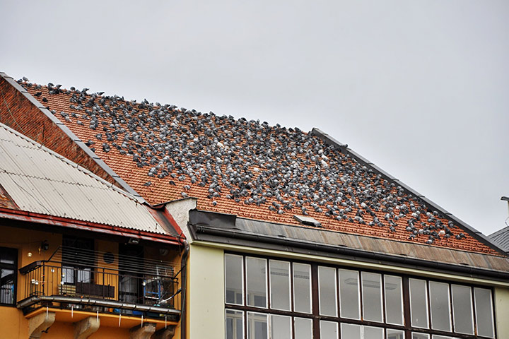 A2B Pest Control are able to install spikes to deter birds from roofs in Barry. 