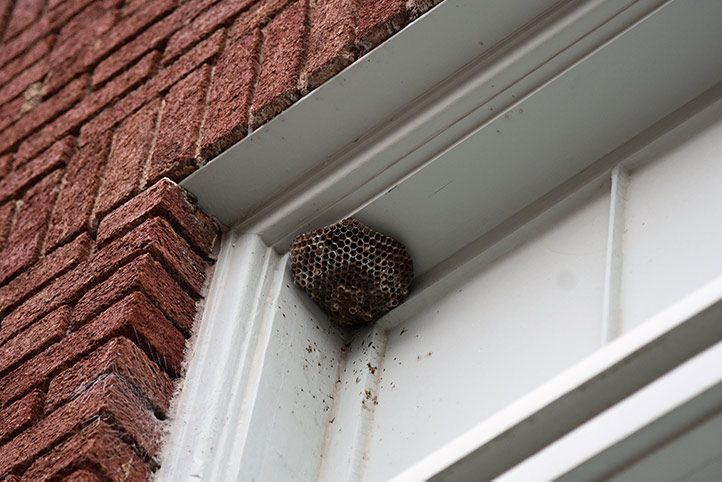 We provide a wasp nest removal service for domestic and commercial properties in Barry.